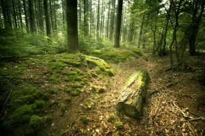 Greenpeace recruteaza voluntari care sa monitorizeze starea padurilor din Romania