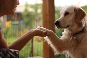 Se deschide la Cluj prima clinica de terapie standard si terapie asistata de animale din Romania